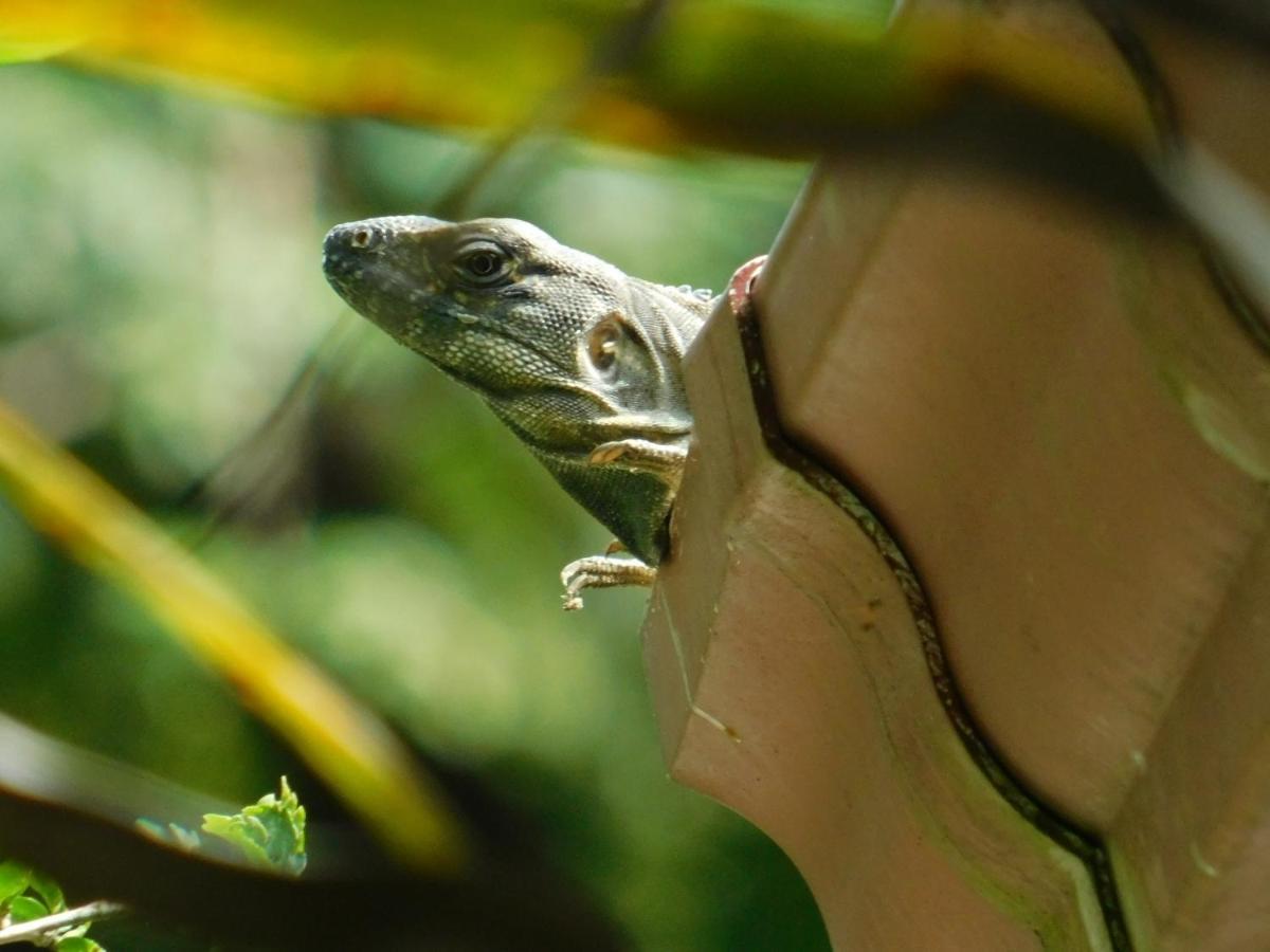 Villas Jungle 5 Sámara Zewnętrze zdjęcie