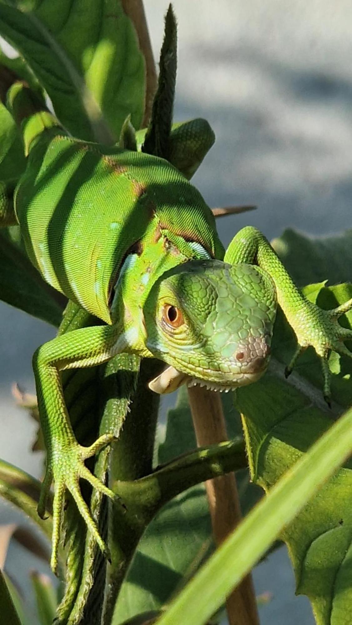 Villas Jungle 5 Sámara Zewnętrze zdjęcie